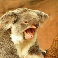 World Of Koalas chat bot
