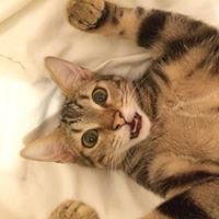 Journal d'une famille d'accueil SPA Toulouse chat bot
